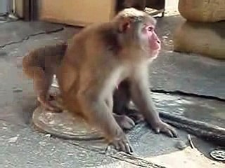 Baby Monkey Crying
