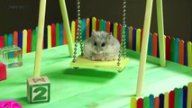 Funny Hamsters ★ Funny & Cute Hamsters [Funny Pets]