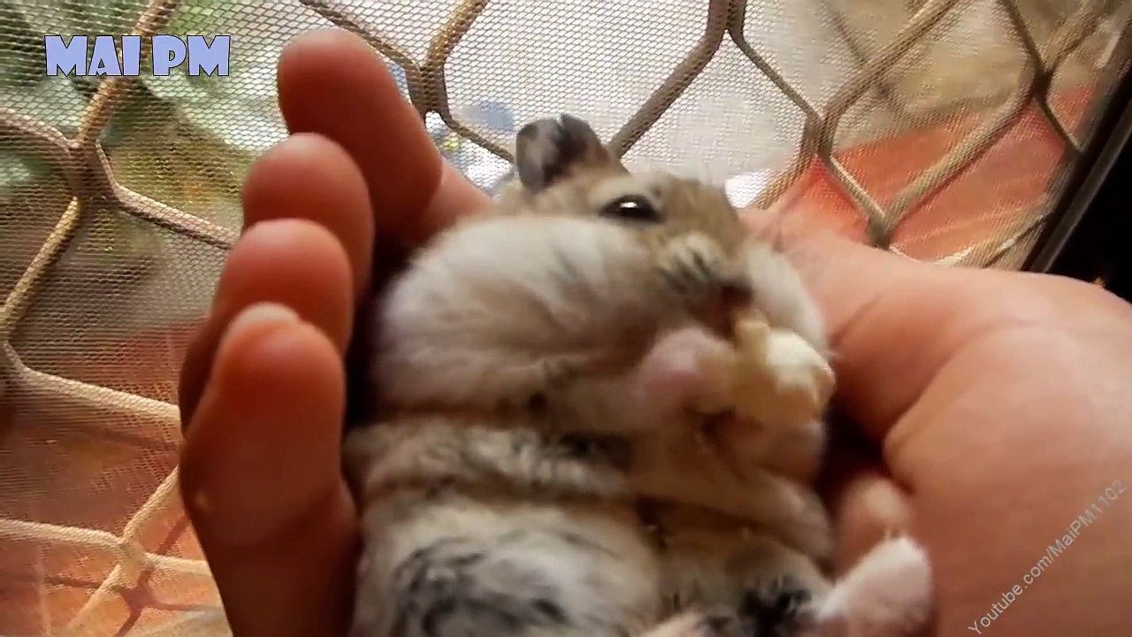 Funny Hamsters - A Cute And Funniest Hamster Videos Compilation || NEW HD