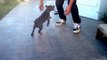 Blue nose pitbull puppies training