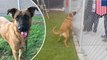 Anjing melihat keluarganya mencari anjing baru di penampungan hewan - Tomonews
