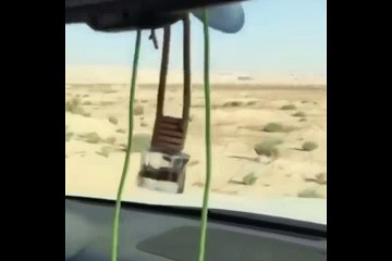 Qatari Prince Haunting Taloor Birds