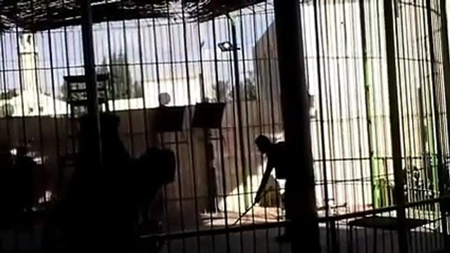 Watch Lion Attack Trainer At Circus