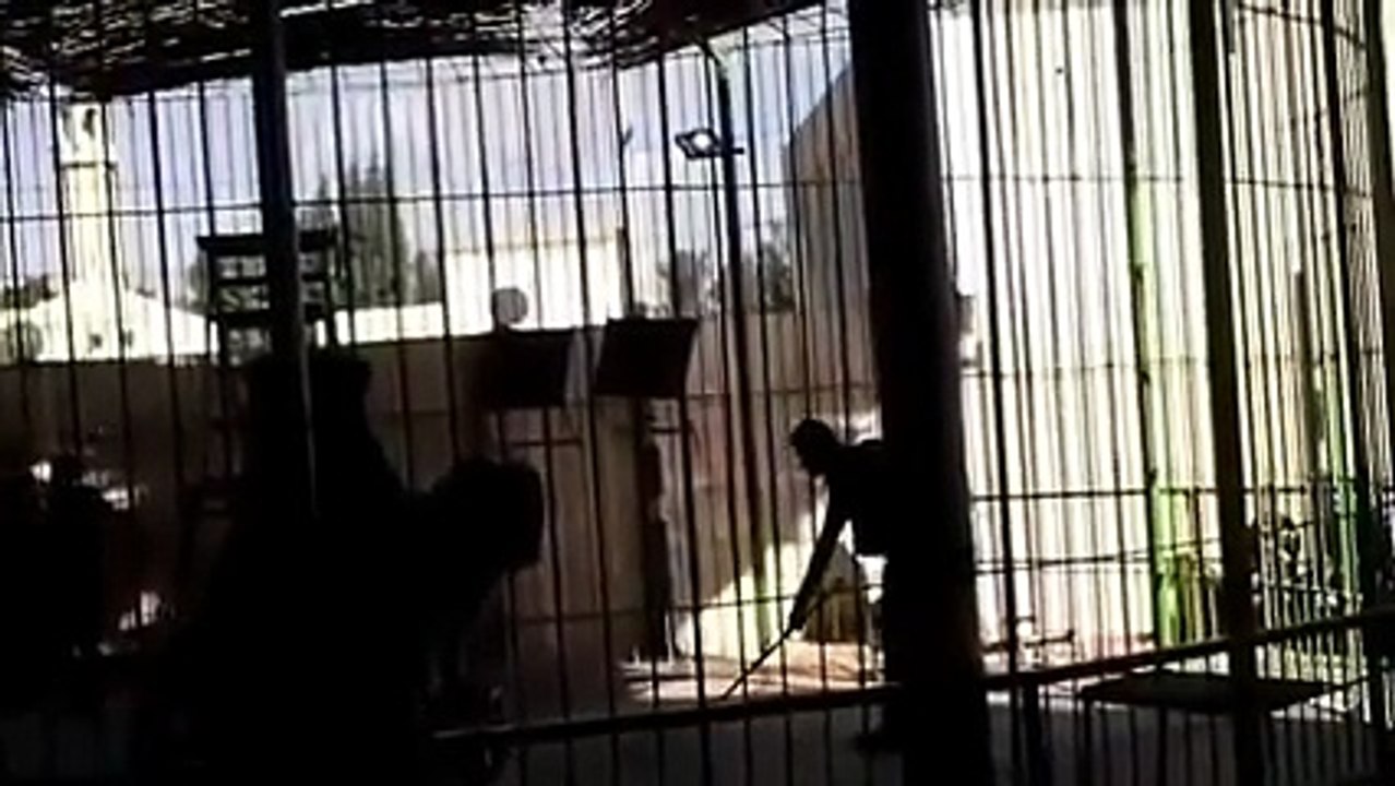 Watch Lion Attack Trainer At Circus