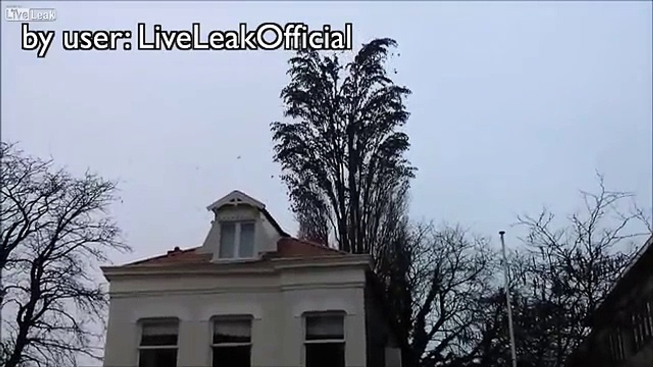 oiseau