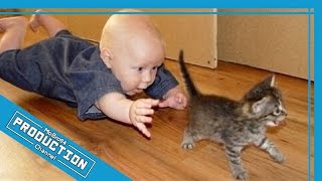Babies annoying cats – Funny baby & cat compilation