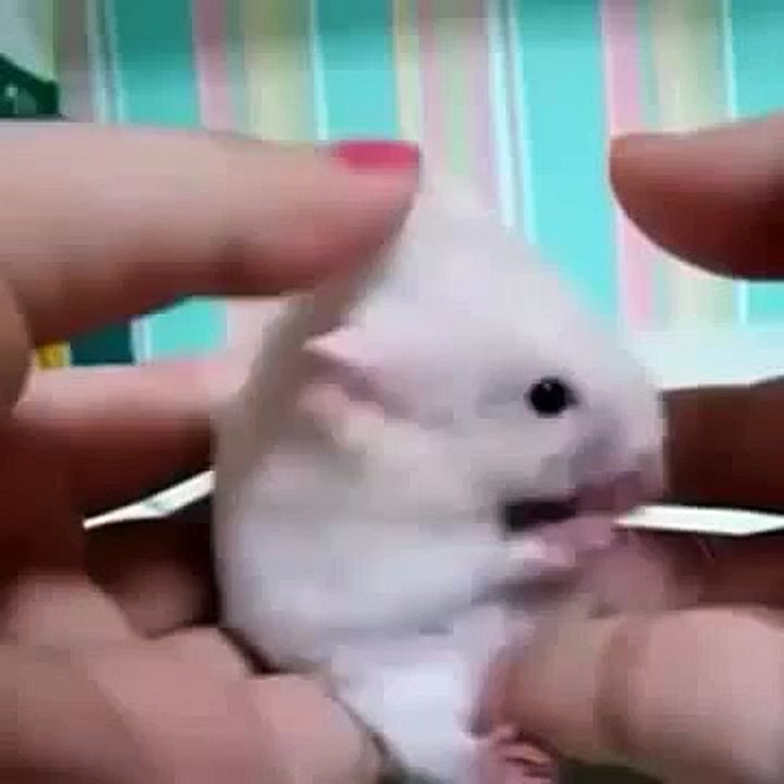 EPIC_MOUSE_REACTION___FUNNY___CUTE_MOUSE_!!!