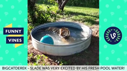 Funny Vines Animal Vines Compilation - Best Vines 2016