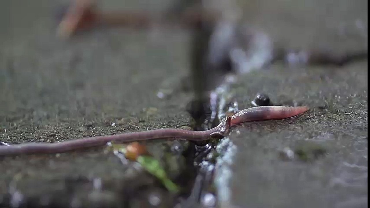 Worm in Rain
