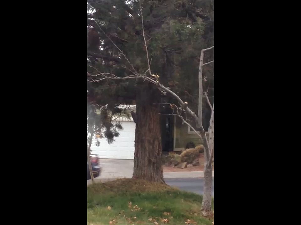 Woodpecker