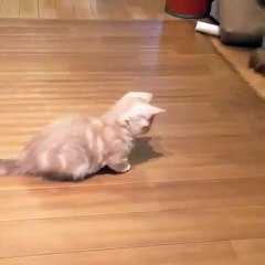 Funny Videos (@fun_bestvids) • Instagram photos and videos_15