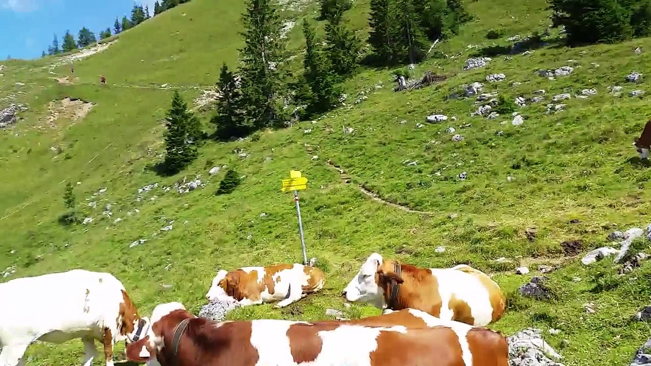 Cows for Kids 3- A Cows Video for Children - Livestock