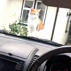 Funny Videos (@funny_videos) • Instagram photos and videos_10