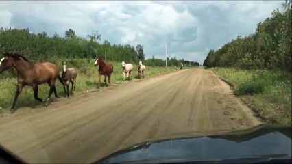 Ce cheval a du passer une sale journée!