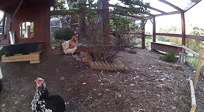 Les poules aussi ont le droit de s'amuser un peu...