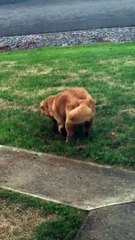 Ce chien joue les innocents mais en fait ...