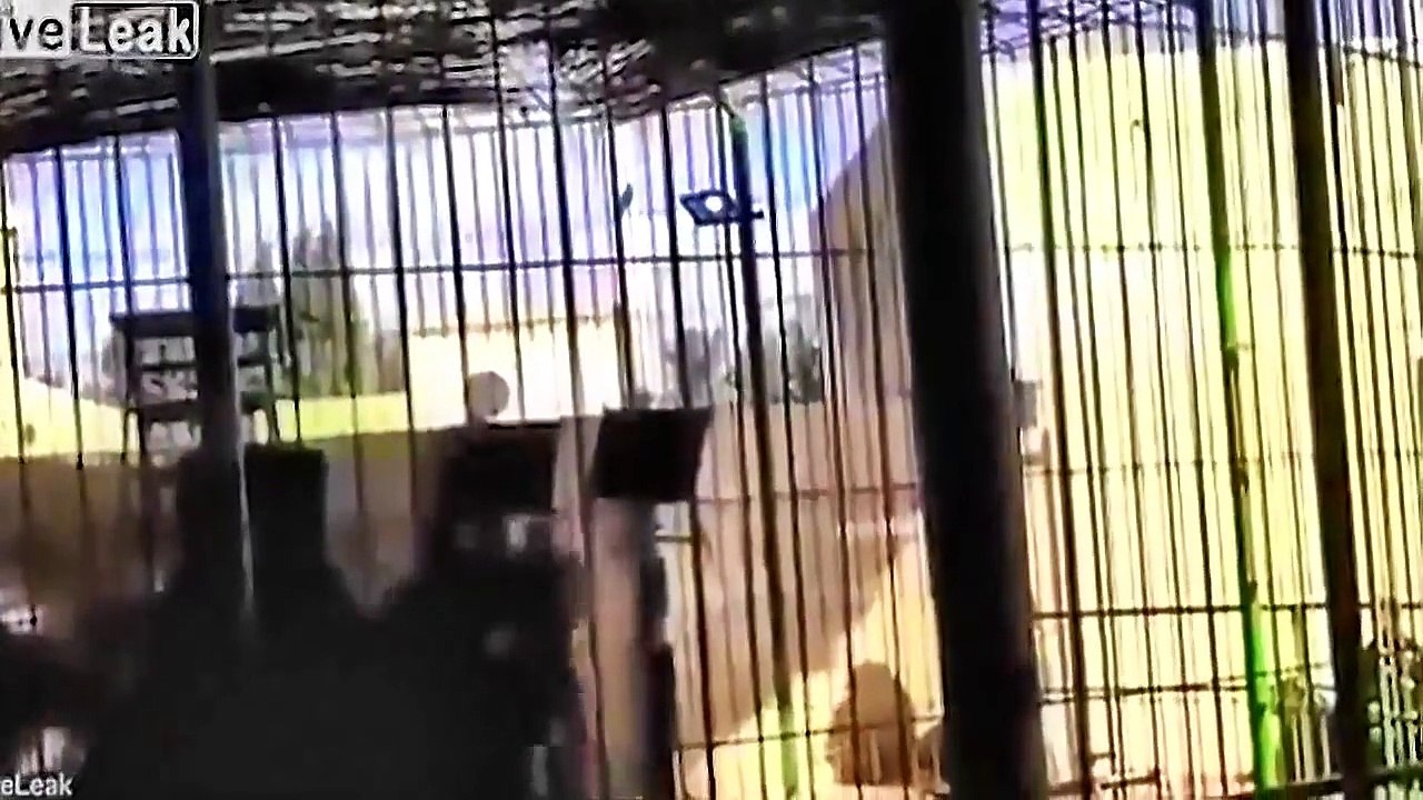 Un lion attaque et dévore son dresseur en plein spectacle. Choquant