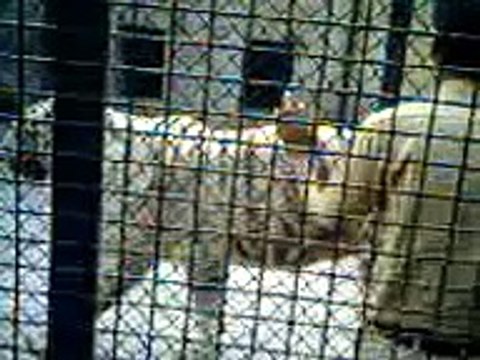 White Tigers A Colour Variation,Alipore Zoo,Kolkata,India