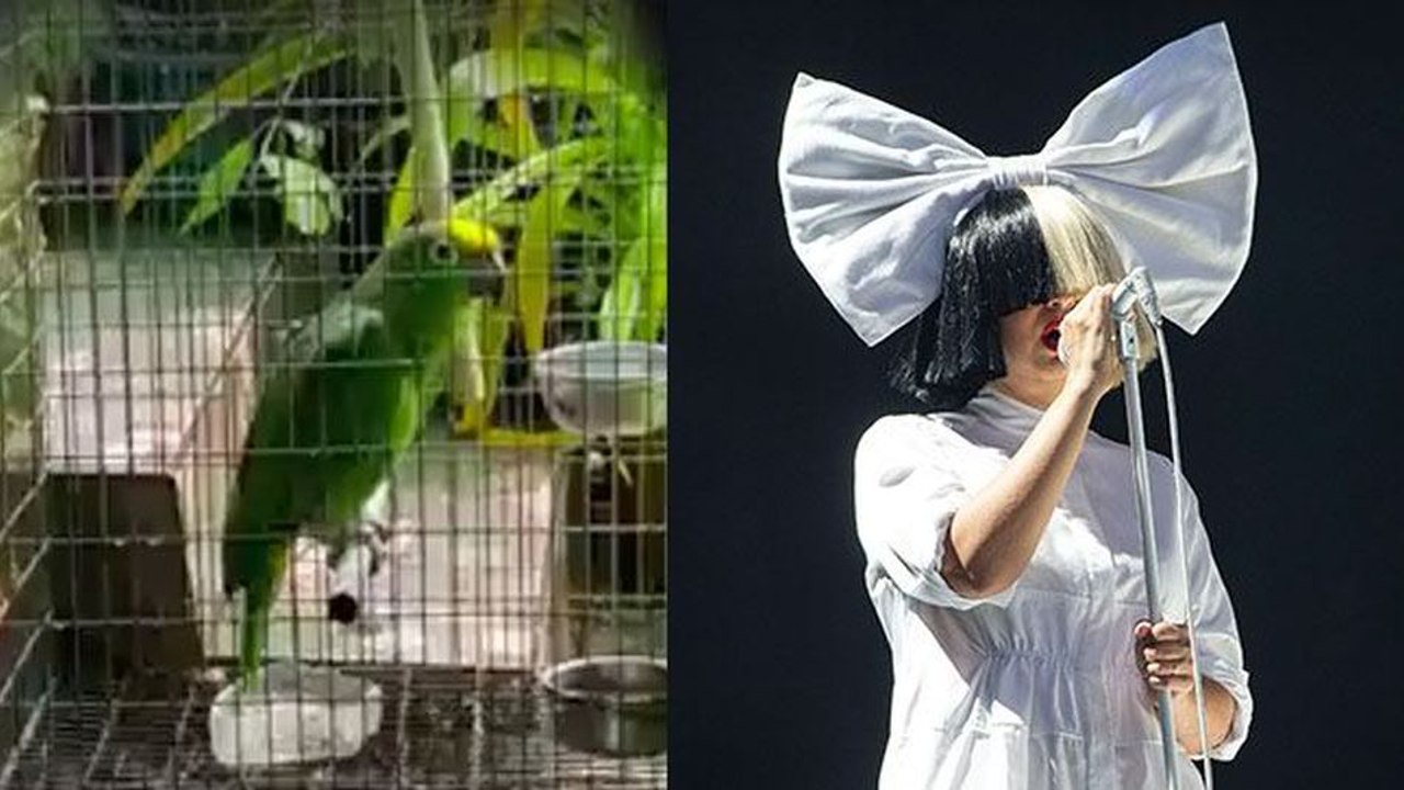 Unbelievable PARROT singing Chandelier by Sia