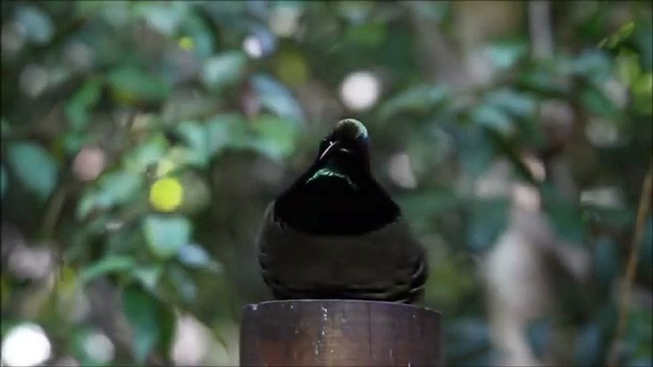 Un oiseau fait un dab