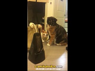 Metronome'u Pek İlginç Bulan Kedilerin Çıkardığı Sese Göre Tiklenmesi