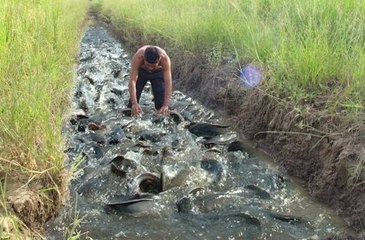 wow Amazing Fishing - How to Catches Fish