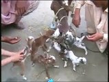 goat giving birth to 8 baby goats in pakistanالله تعالى کی قدرت دیکهیں ایک بکری نے آٹھ 8 بچے دیے
