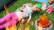 Disney Frozen Kids Girl Scout Camping with Frozen Elsa and Barbie Catches on Fire Part 2