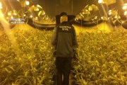 Guardia Civil detiene a ciudadanos chinos por cultivo de marihuana