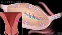 Hormonal Control of the Menstrual Cycle, Animation.