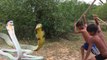 Wow! Brave Children Catch Big Snake With Bare Hand - How to Catch Big Snake