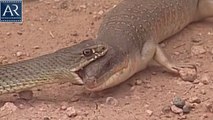 The Reptiles of the Desert | Unseen Videos, Snake, Cobra
