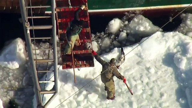 Let s Stop the Seal Slaughter