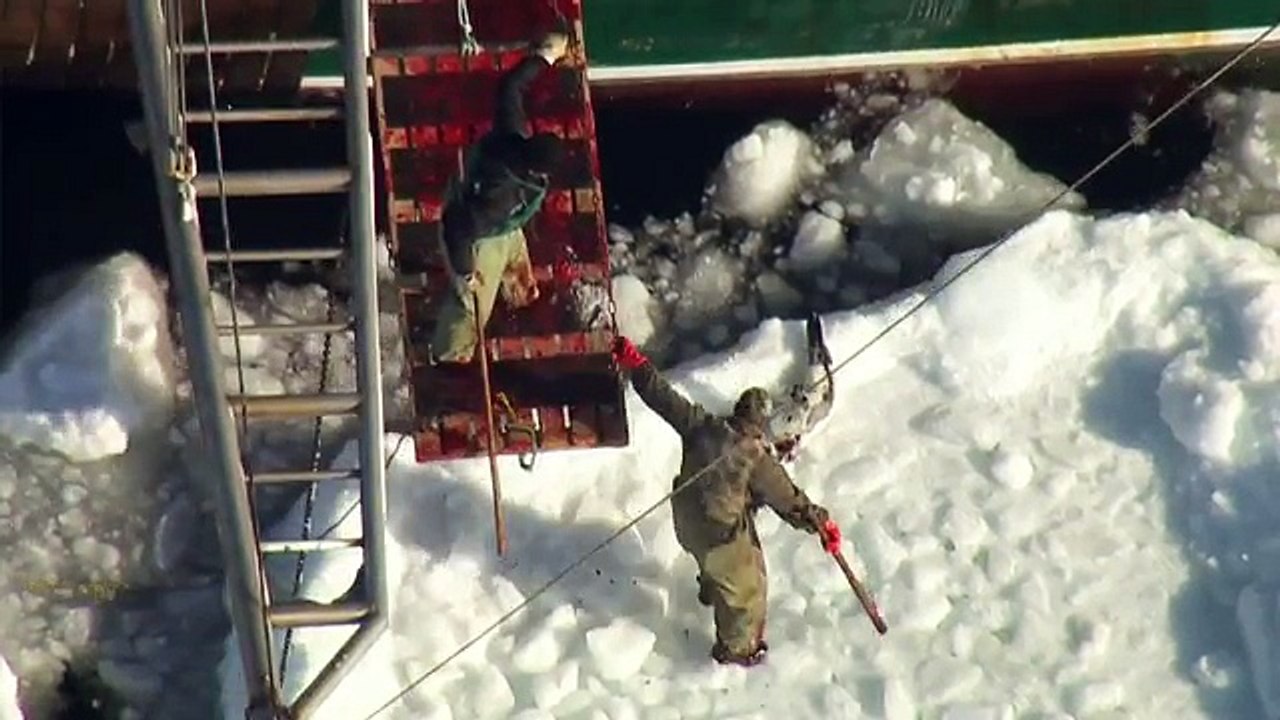 Let s Stop the Seal Slaughter