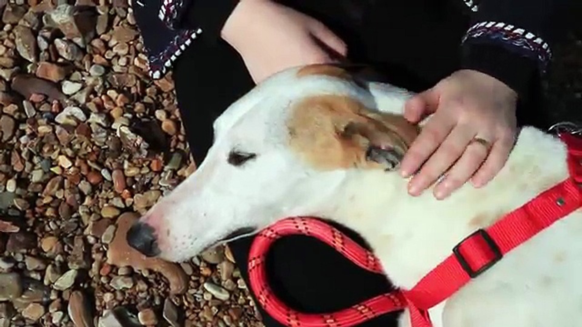 Lian Lian s Story  Rescued from the Dog Meat Trade