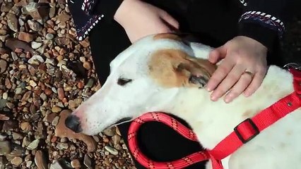 Lian Lian s Story  Rescued from the Dog Meat Trade