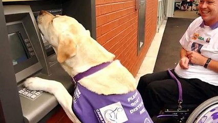 inpraise of all awesome dogs every where 30 pics HD 2016