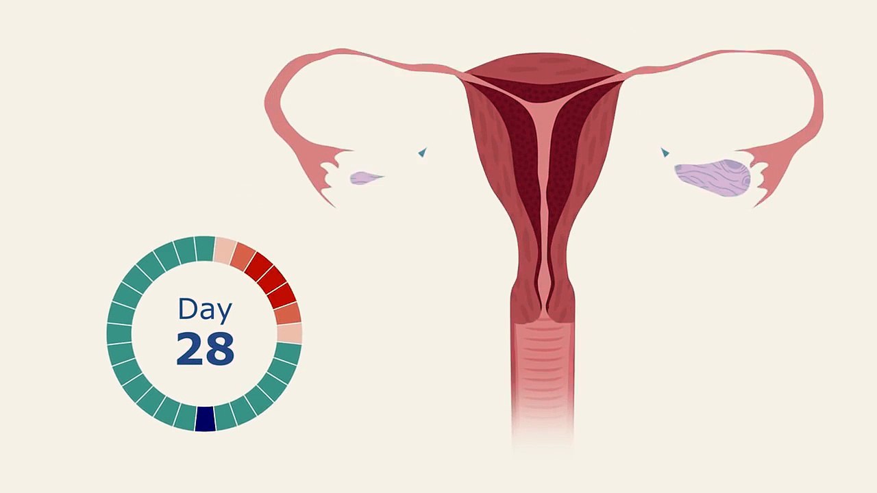 The Menstrual Cycle