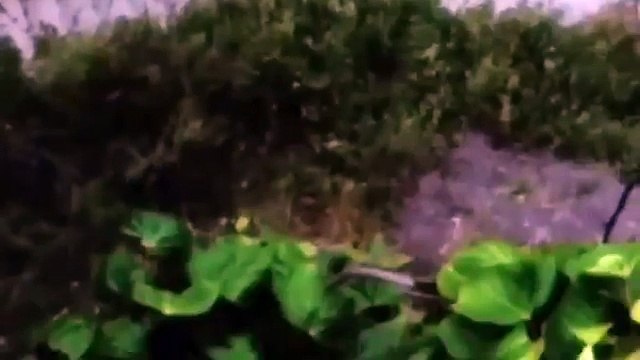 GREAT WHITE SHARK ATTACKS Caught On Tape - Wildlife Documentary - A predator or just misunderstood?