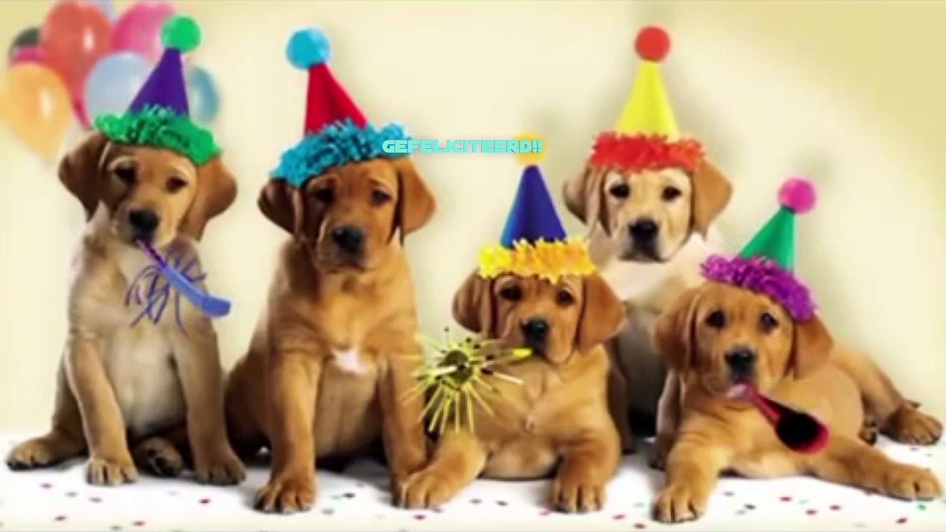 Happy Birthday Dog And Cat Images