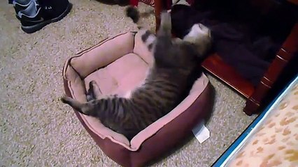 Foley s Follow-Up   My Cat From Hell