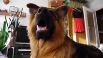A reação divertida de cão ao ouvir outros cães
