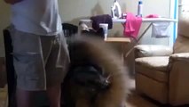 Cão finge se de morto de forma dramática