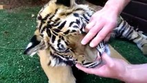 Como extrair um dente de leite de um tigre