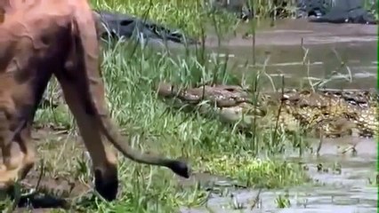 Leão mostra quem é o rei da selva