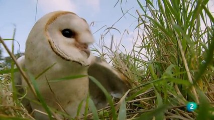 BUHOS - DETRÁS DE LA MAGIA - DOCUMENTAL