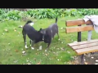 Tracey Elizabeth Pilkington's Doggies - Benny Hill Style.