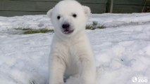 Toronto Zoo Polar Bear Cub Introduced to Snow for the First Time