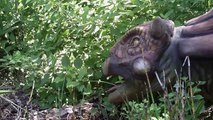 Free Stock Footage Dinosaur in Bushes