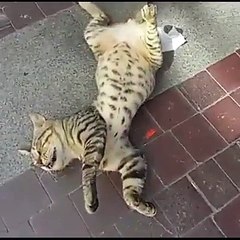 Ölü gibi uyuyan kedi